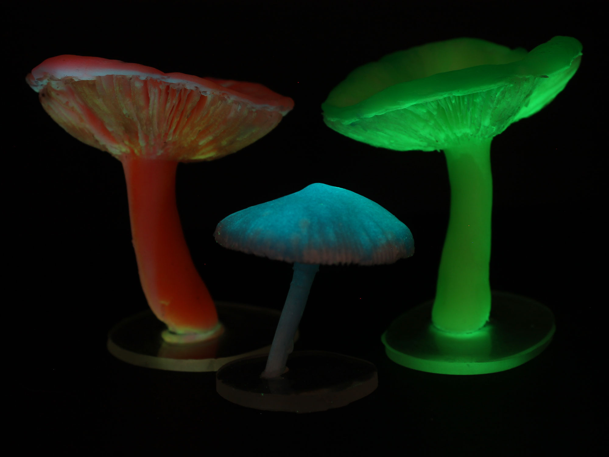 korderas_mushrooms_glow